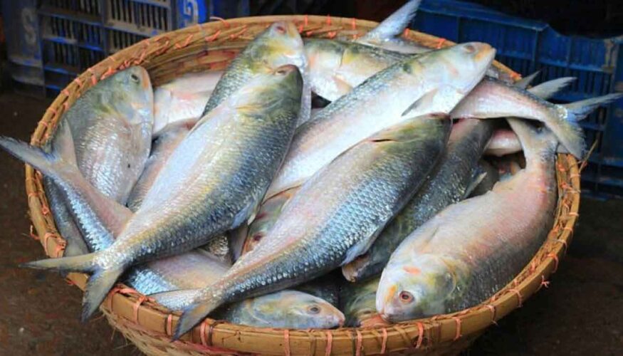অনুমোদনের চার ভাগের একভাগ  ইলিশও যায়নি ভারতে!