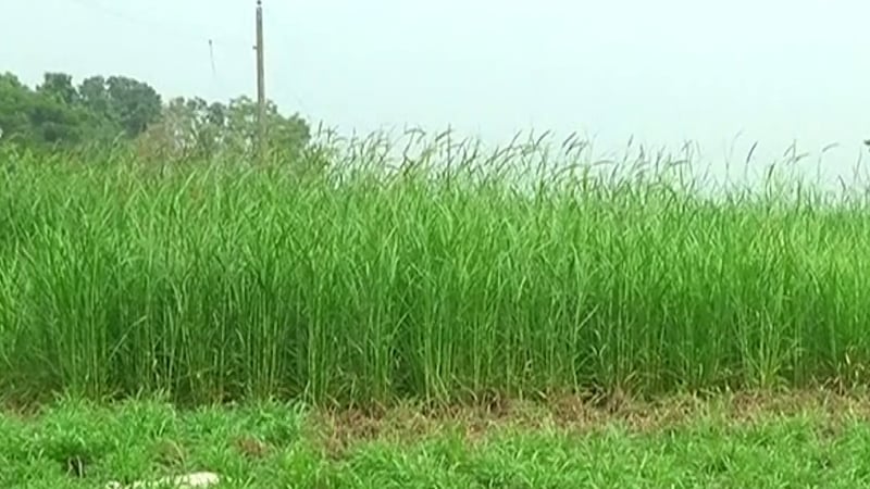 এবার ঘাস চাষ শিখতে বিদেশ যেতে চান ৩২ কর্মকর্তা
