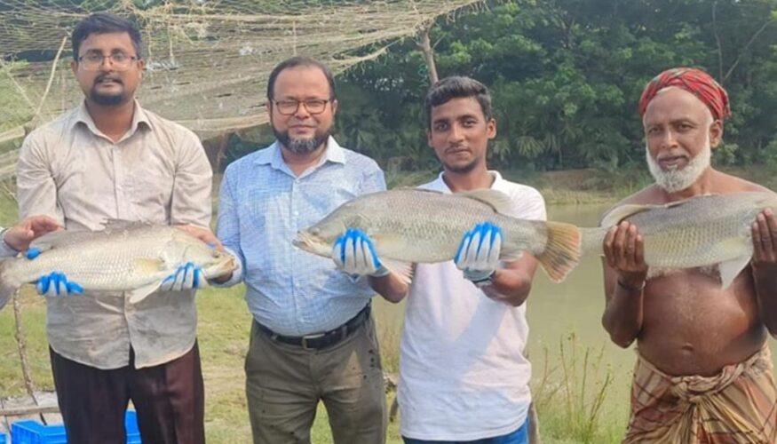 পটুয়াখালীর আনোয়ার পুকুরে কোরাল চাষে সফল